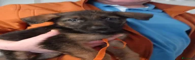German Shepherd 7