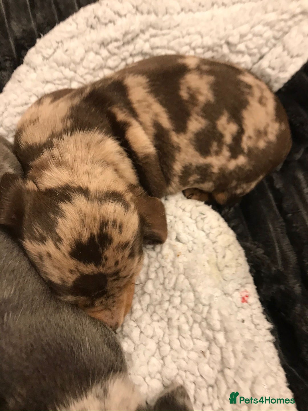 Miniature Dachshund dogs for sale: 4 beautiful miniature dachshunds 4 weeks old - Image 13