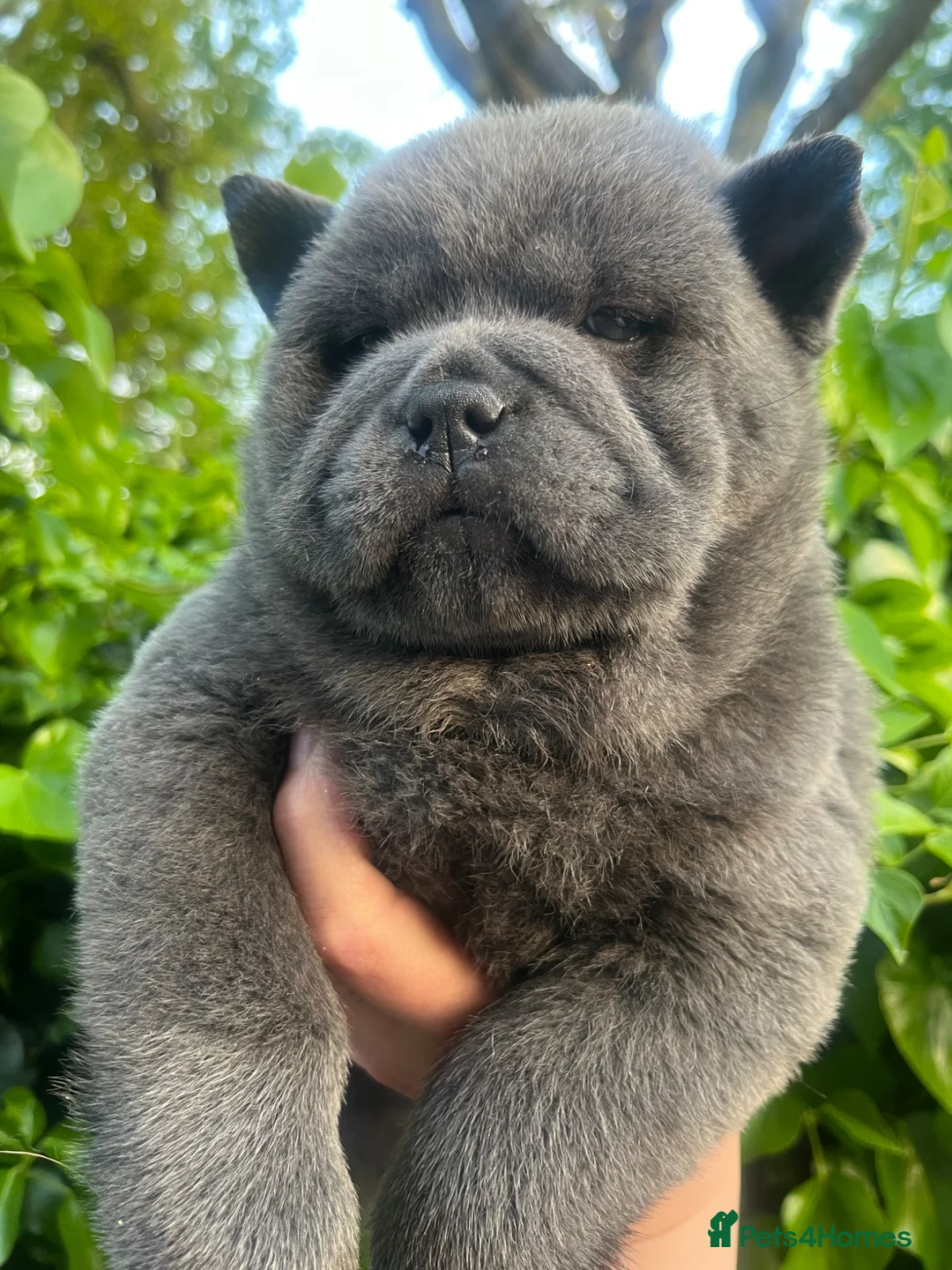 Chow Chow dogs for sale: Last 2 stunning Kc blue smooth chow chows - Advert 2