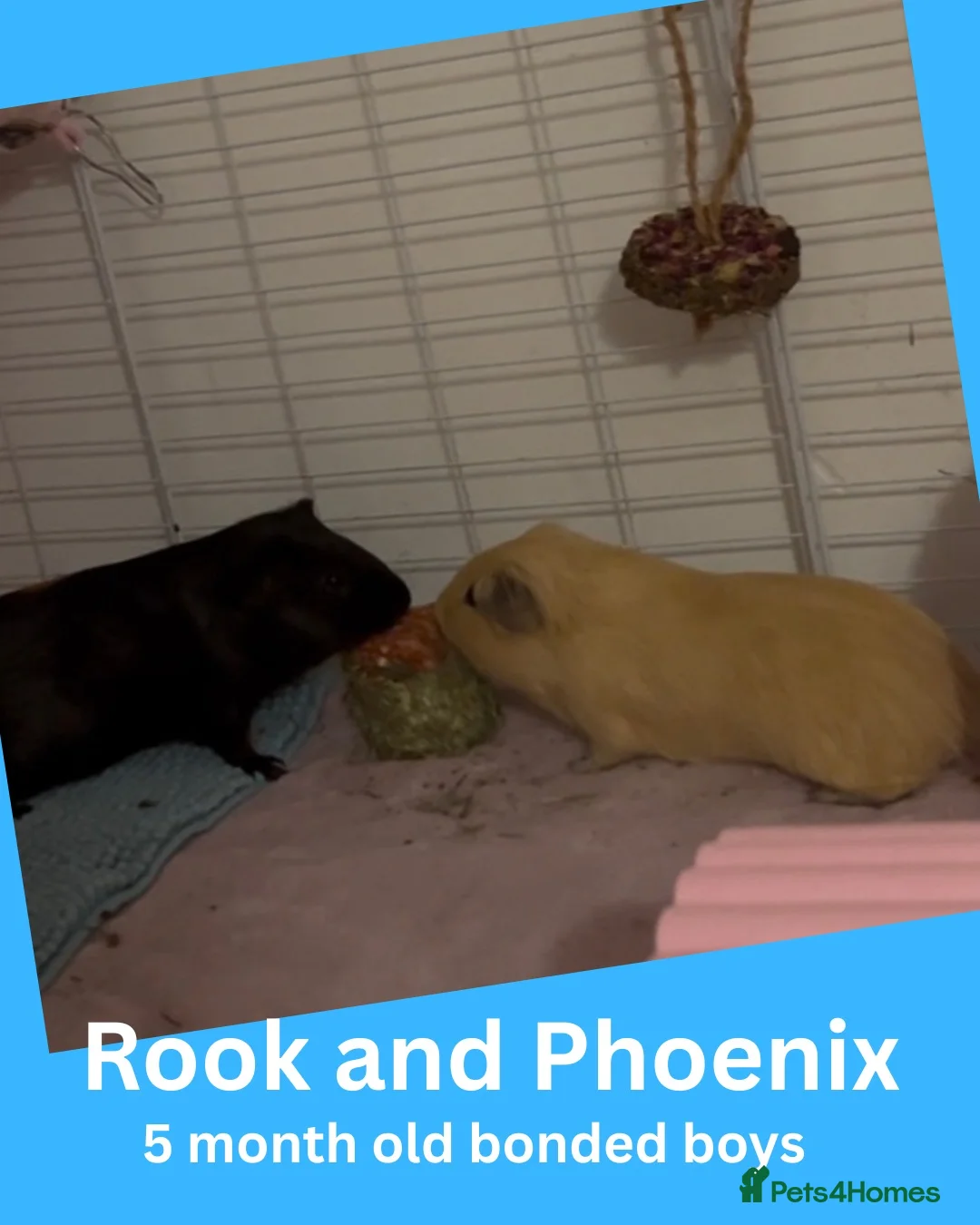 Guinea Pig rodents for sale: Guinea Pigs looking for a new home - Advert 1