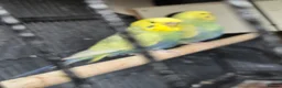 Budgerigars birds for sale: Breeding budgies  in Bradford - Advert 3