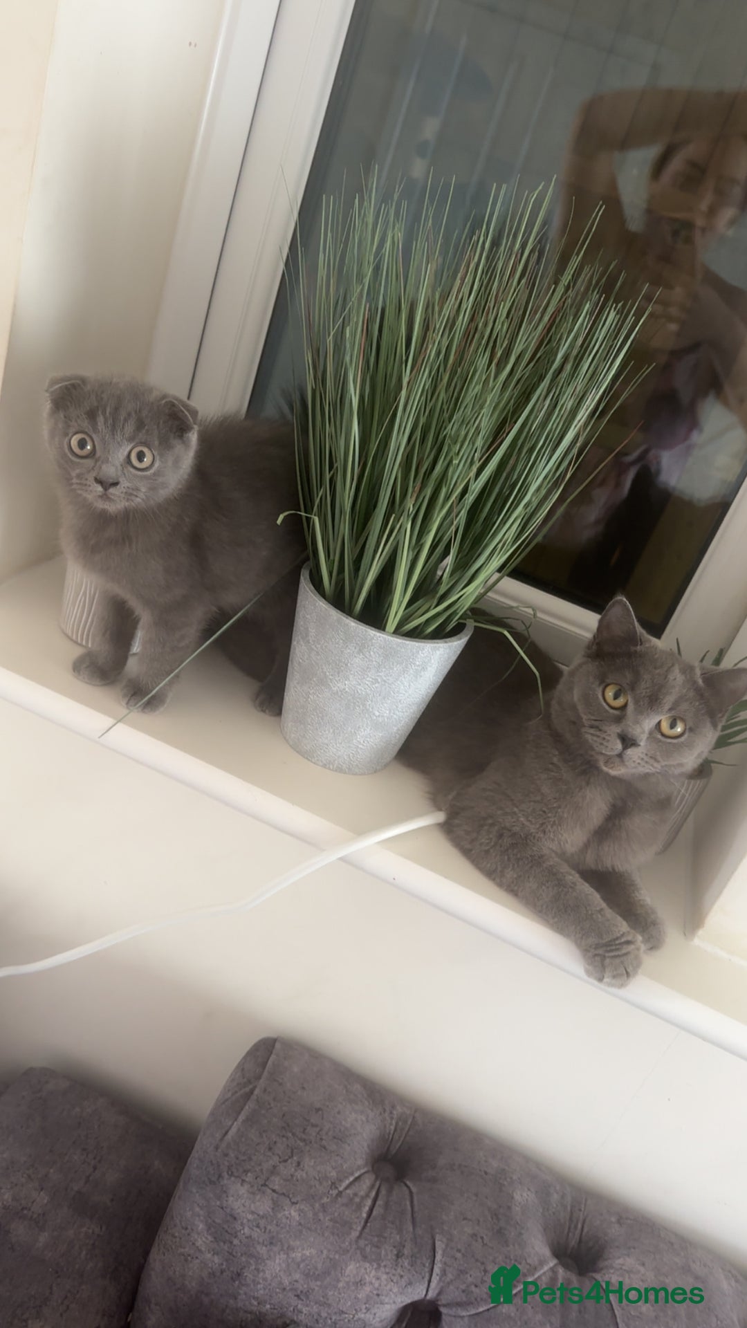 British Shorthair cats for sale: British Shorthair Kittens - Image 1