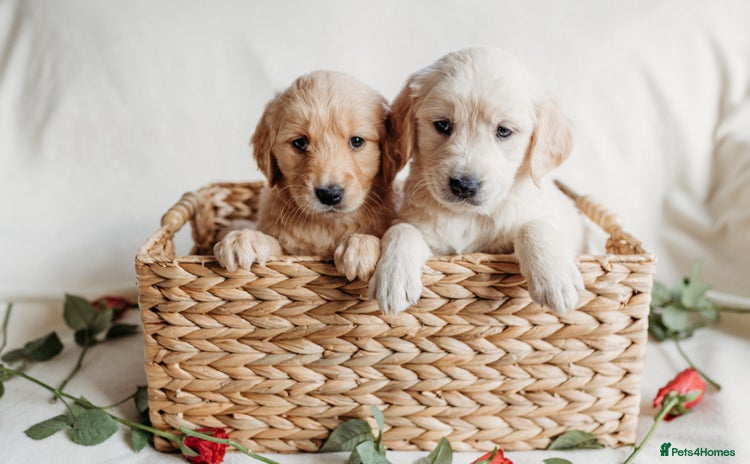 Golden Retriever dogs - Advert 3