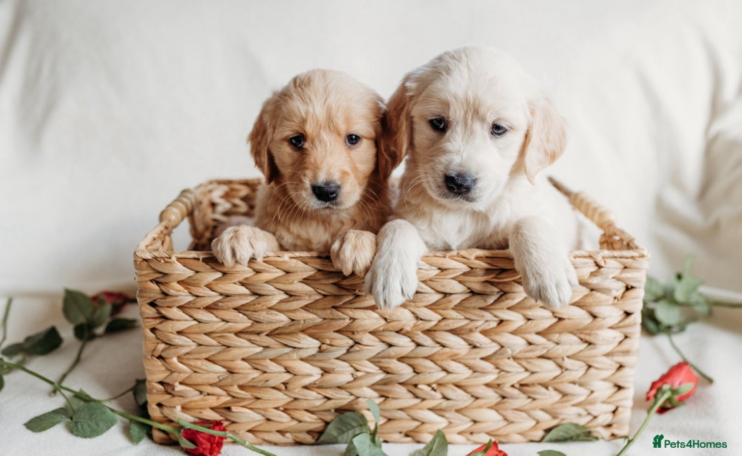 Golden Retriever dogs for sale: Rare & wonderful petite golden retrievers - Image 4