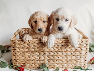 Golden Retriever dogs - Advert 2