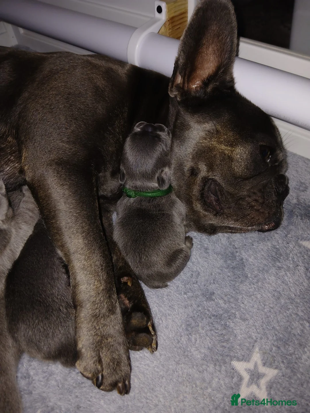 French Bulldog dogs for sale: Very Special French Bulldog Boy - Advert 3
