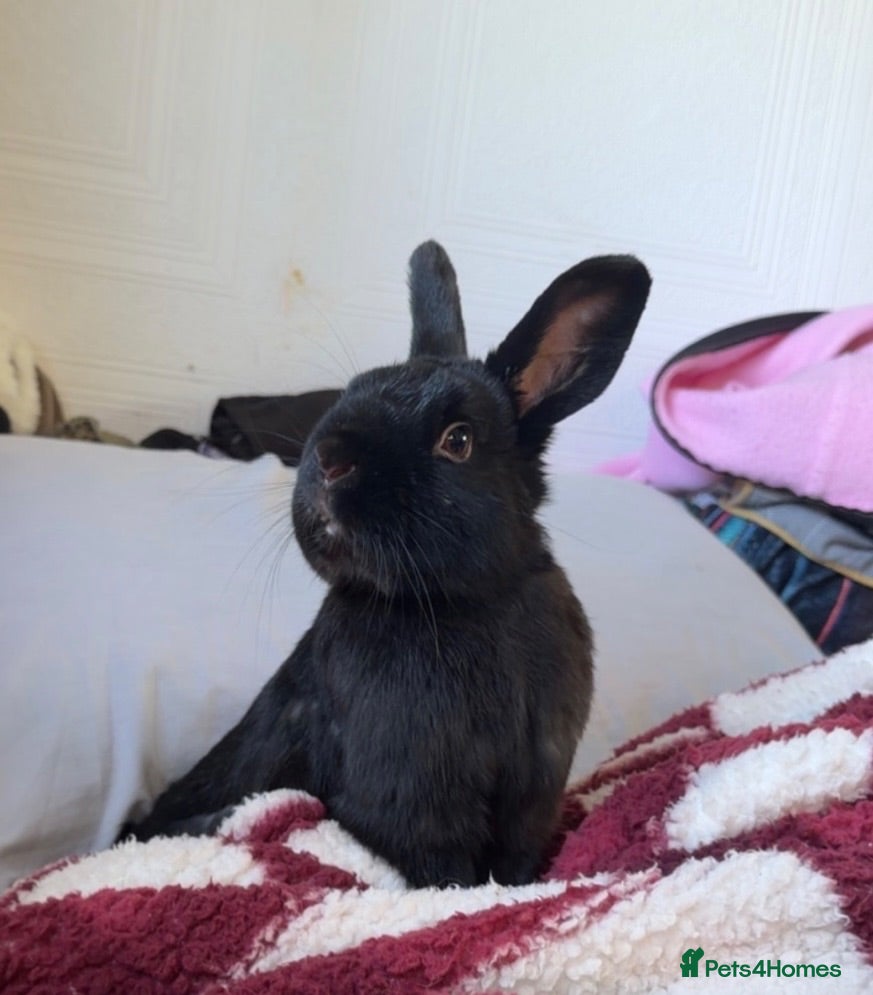 Rex rabbits Rabbit mini Rex looking for home urgent  - Advert 1