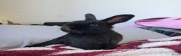 Rex rabbits for sale: Rabbit mini Rex looking for home urgent  - Advert 1