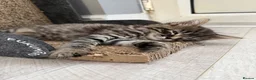 Mixed Breed cats for sale: 3 Siamese/tabby kittens  - Advert 4