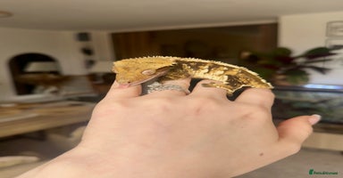 Gecko reptiles - Advert 11