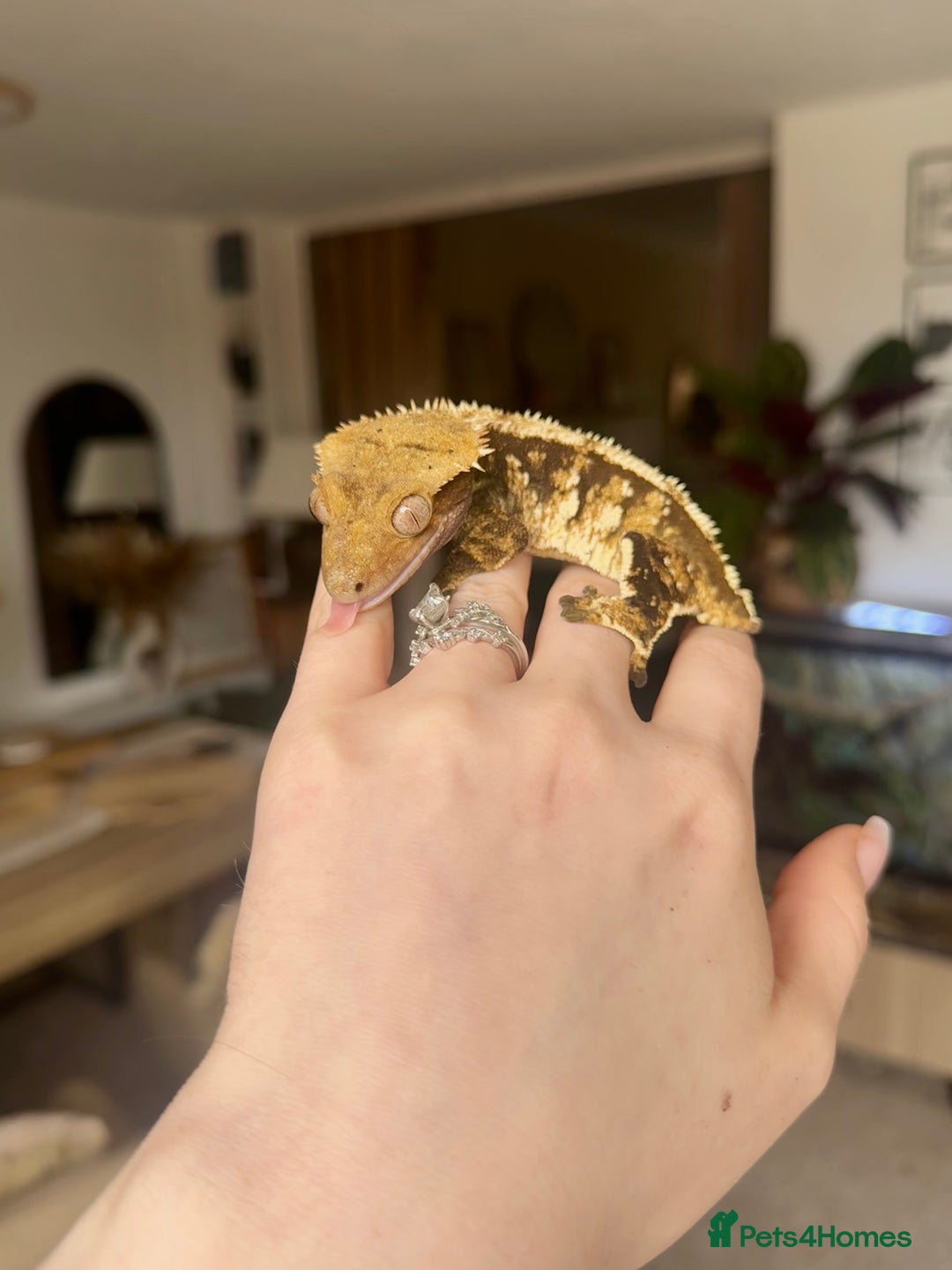 Gecko reptiles for sale: Stunning Friendly Female Tri/Harle Crested Gecko - Image 2