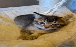 Burmese cats for sale: Burmese cross kittens - Image 4