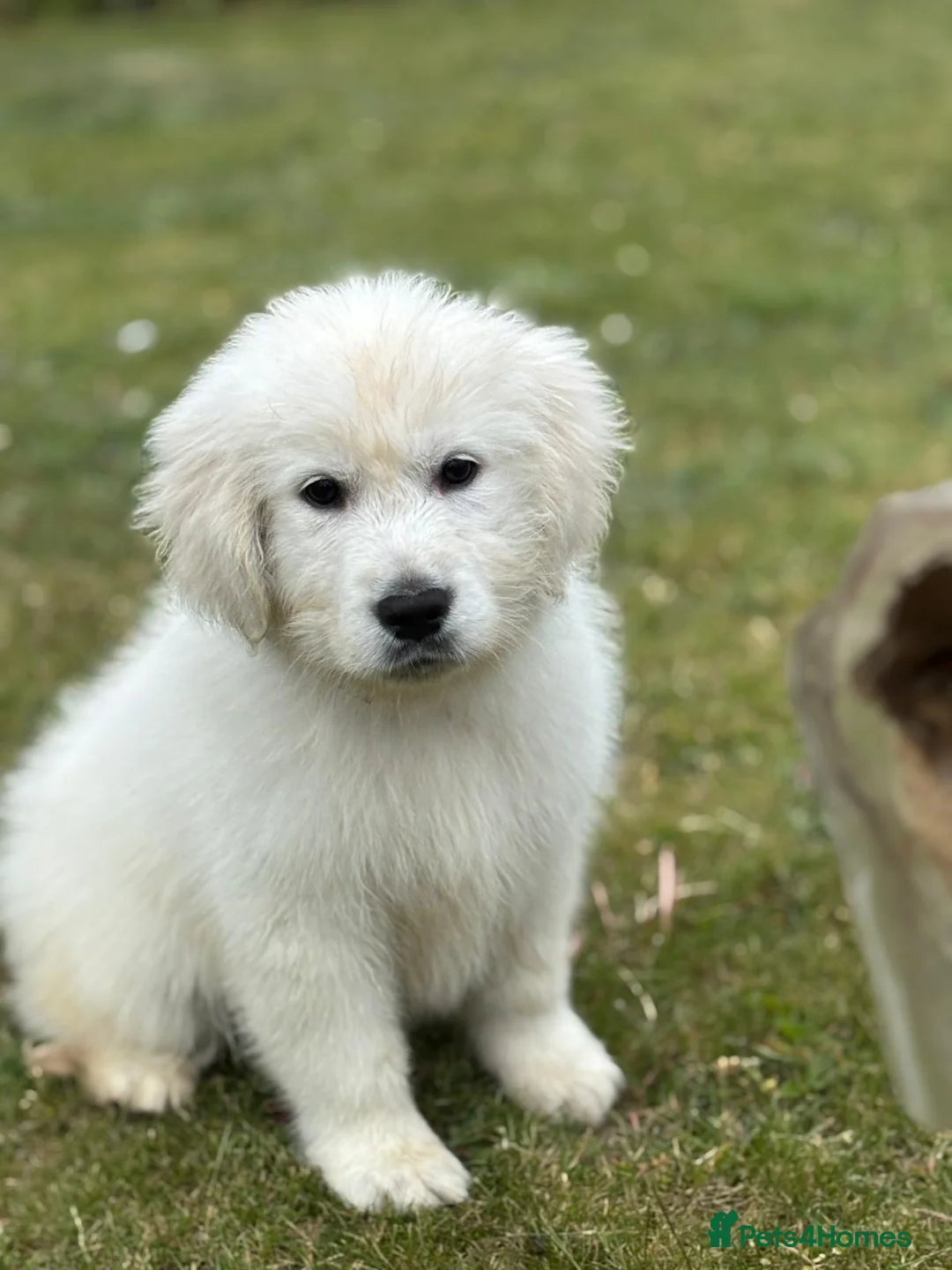 Golden Retriever dogs for sale: Stunning show type white boy fully vaccinated  - Advert 6