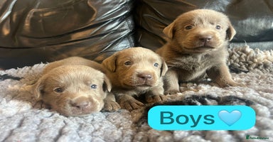 Labrador Retriever dogs - Advert 14