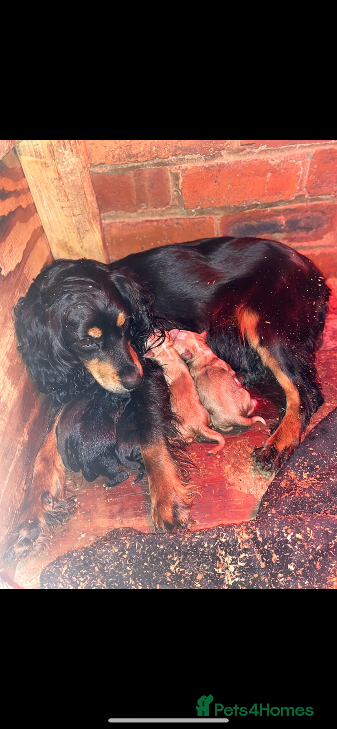 Cocker Spaniel dogs for sale: Cocker spaniel puppies for sale  - Advert 8