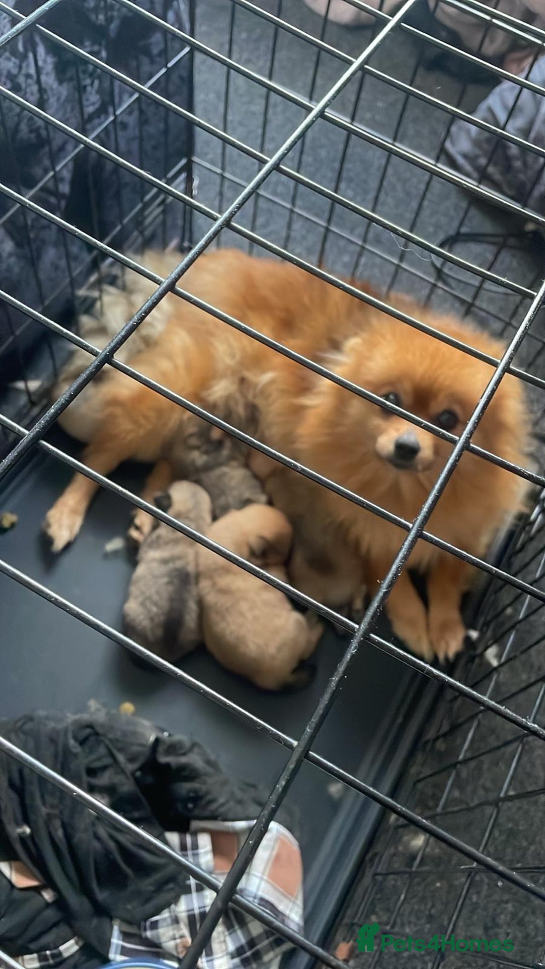 Pomeranian dogs for sale: Pomeranian  - Advert 8