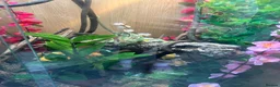 Chameleon reptiles for sale: Chameleon and full set up in Salisbury - Advert 4