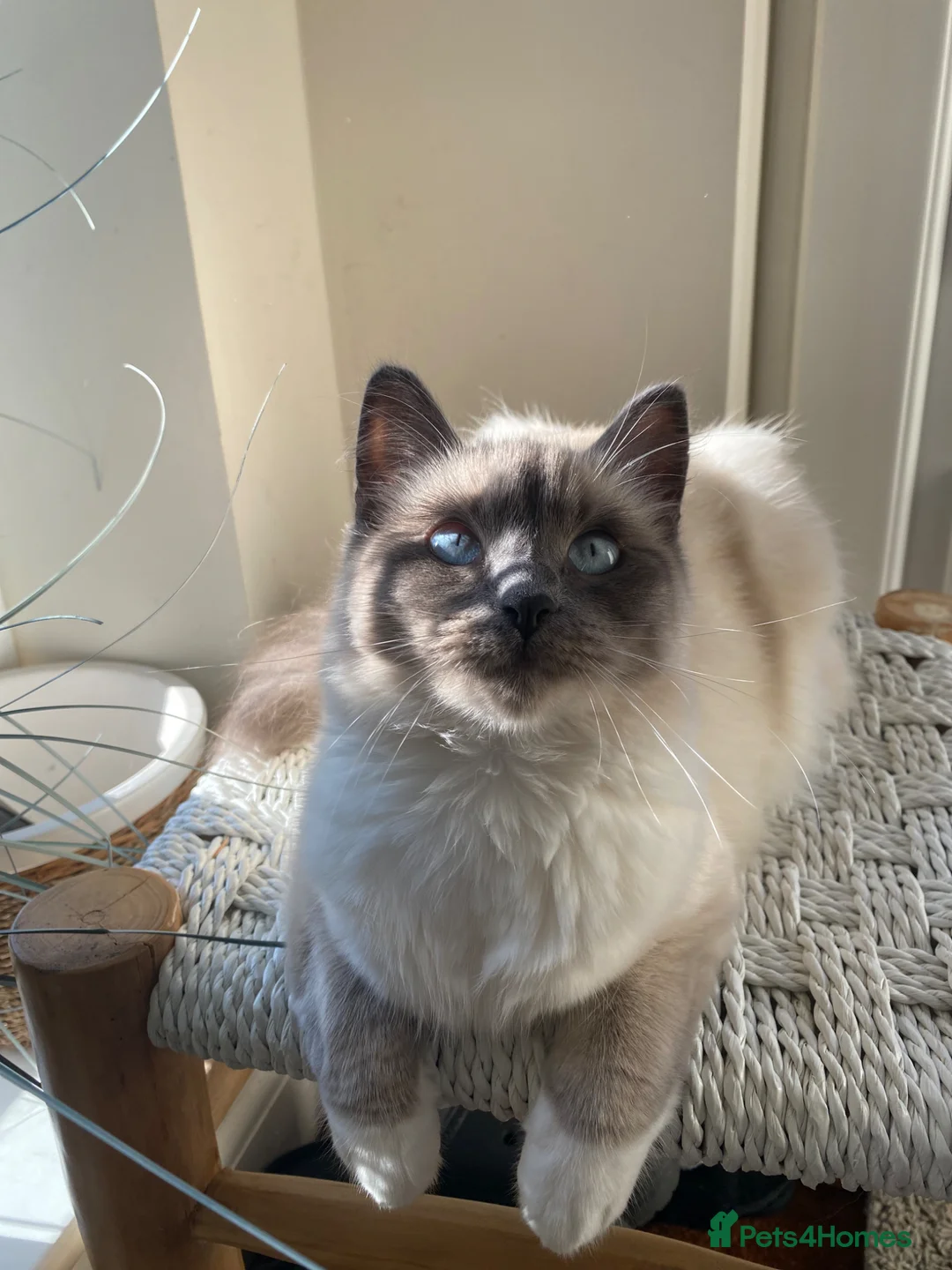 Mixed Breed cats for sale: Mixed Breed Siamese Kittens - Advert 2
