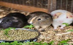 Guinea Pig rodents for sale: 4 Month Old Male Guinea Pigs - Image 5