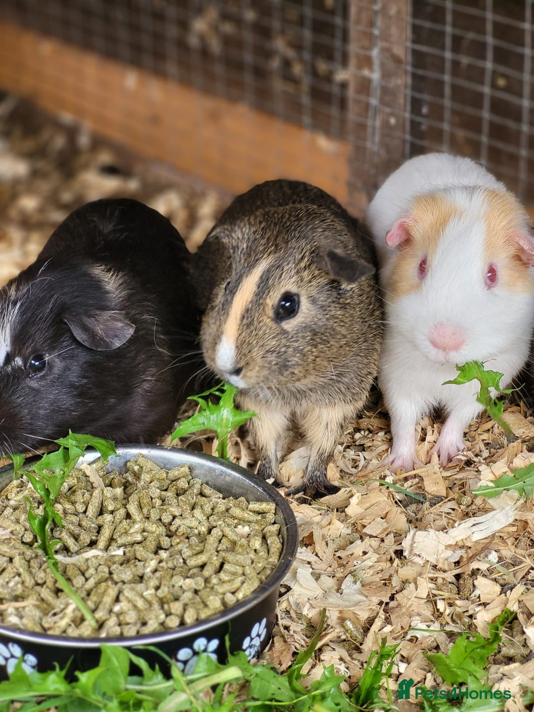 Guinea Pig rodents for sale: 4 Month Old Male Guinea Pigs - Image 5