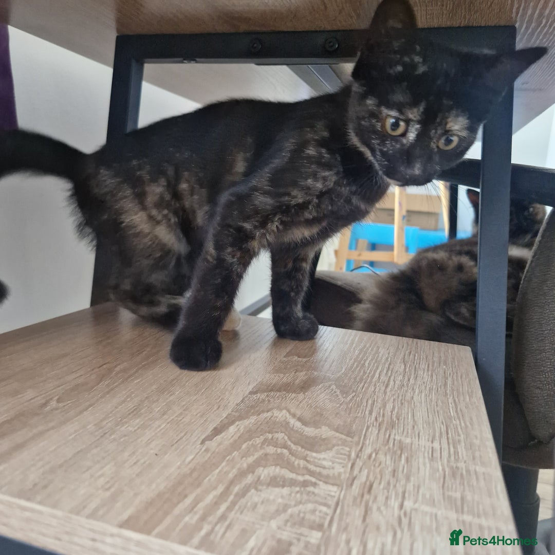 Mixed Breed cats for sale: Mixed Breed Kitten 4 - Somali female kitten for sale - Image 11