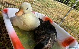 Ducks poultry for sale: Two call ducklings  - Image 5