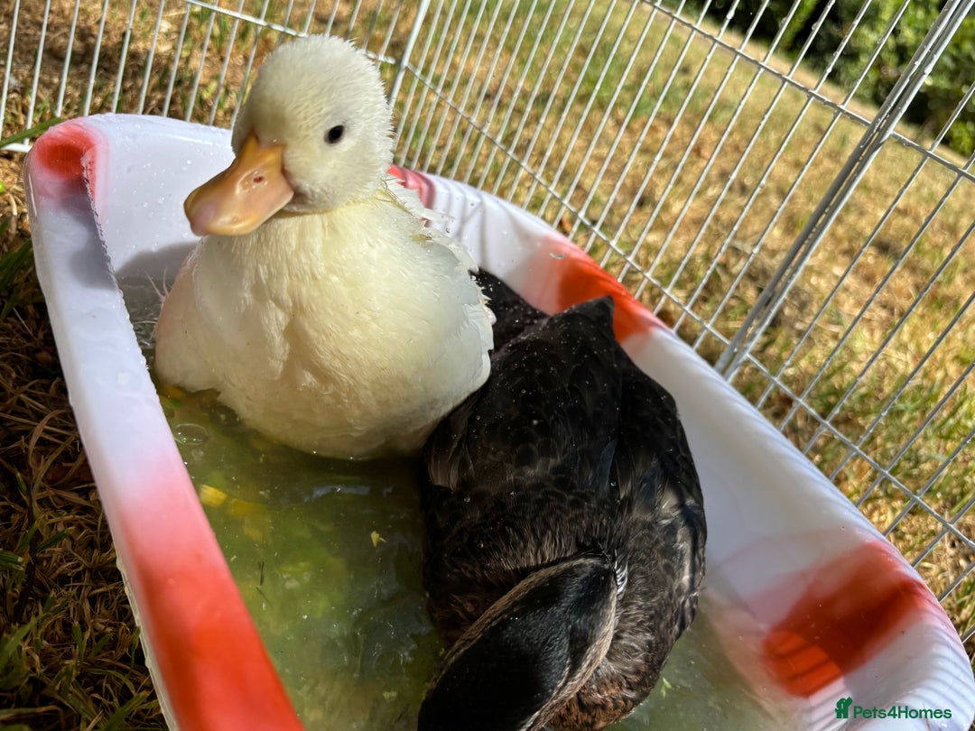 Ducks poultry for sale: Two call ducklings  - Image 5