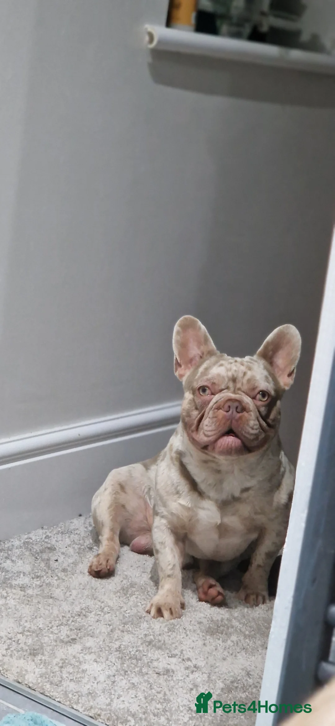 French Bulldog dogs for stud: 🚨proven🚨newshade merle stud 🎯🤯🔥🤏🏻🧬 in Tipton - Advert 6