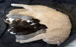 Mixed Breed cats for sale: Scottish mixed  - Image 7