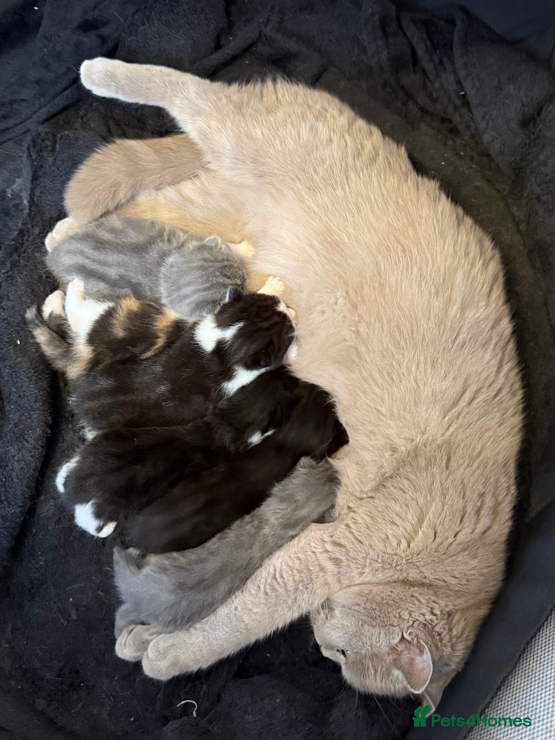 Mixed Breed cats for sale: Scottish mixed  - Image 7