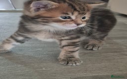 Maine Coon cats for sale: Maine coon x for sale - Advert 8