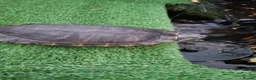 Terrapin reptiles for sale: Terrapin and turtle resue - Advert 1