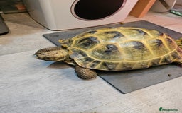 Tortoise reptiles for sale: 2 female horsfield tortoises  - Image 3