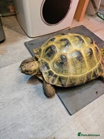 Tortoise reptiles - Advert 4