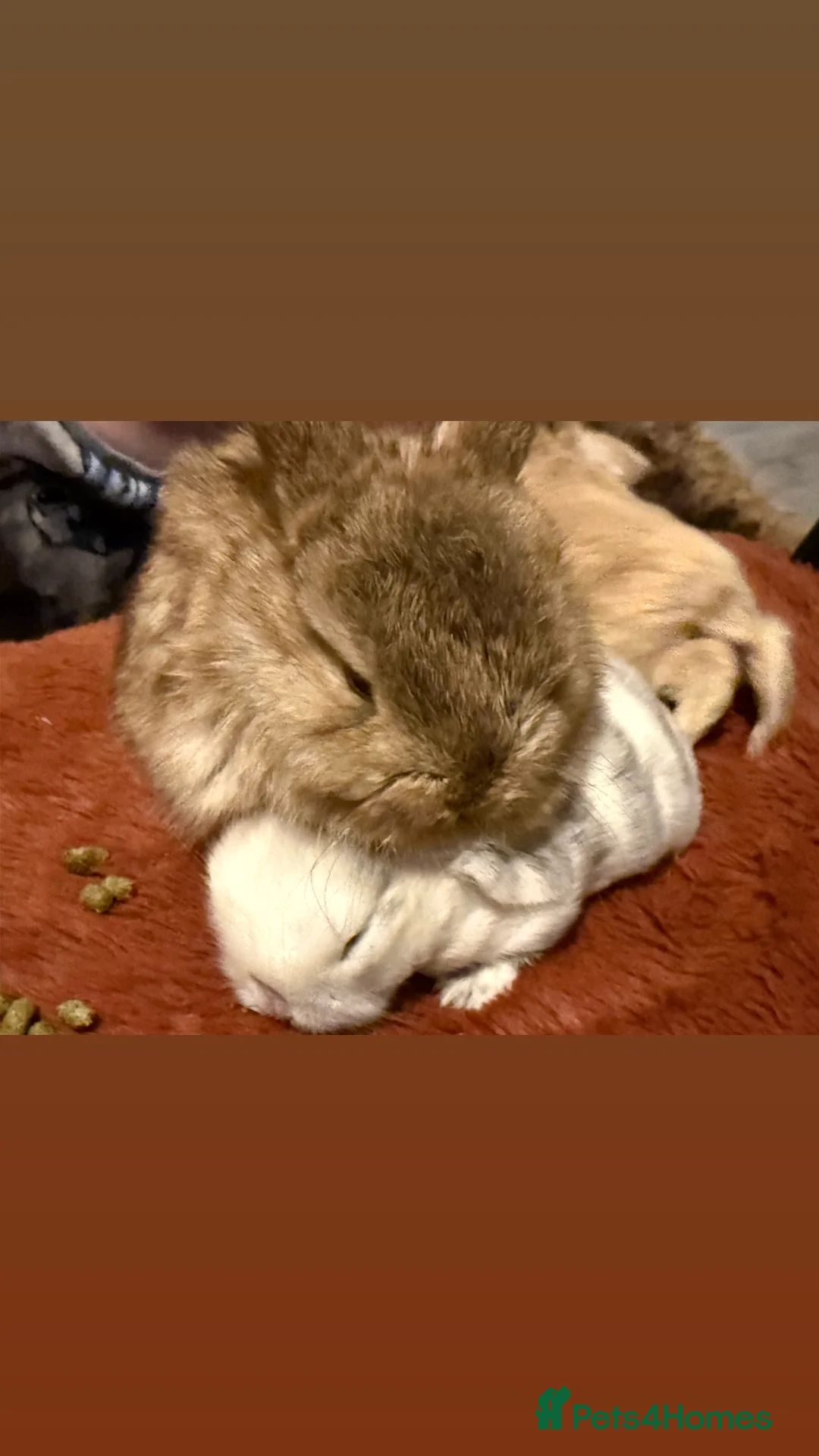 Mini Lop rabbits for sale: Gorgeous Mini Lops  - Advert 31