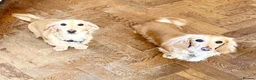 Miniature Dachshund dogs for sale: Two year old beautiful kc registered cream girl - Advert 3