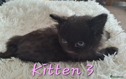 Mixed Breed cats for sale: 4 Stunning kittens for sale - Image 15