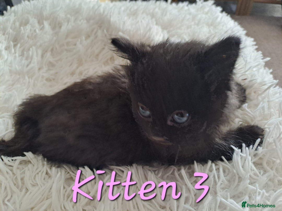 Mixed Breed cats for sale: 4 Stunning kittens for sale - Image 15