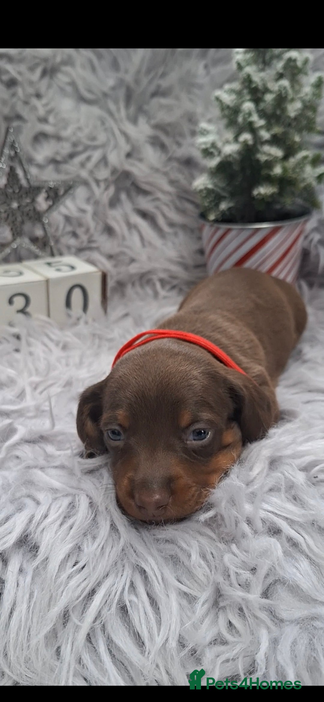 Miniature Dachshund dogs for sale: 5 miniature dachshunds - Advert 7