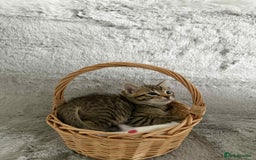 Bengal cats for sale: Stunning bengal kittens for sale to loving home - Image 19