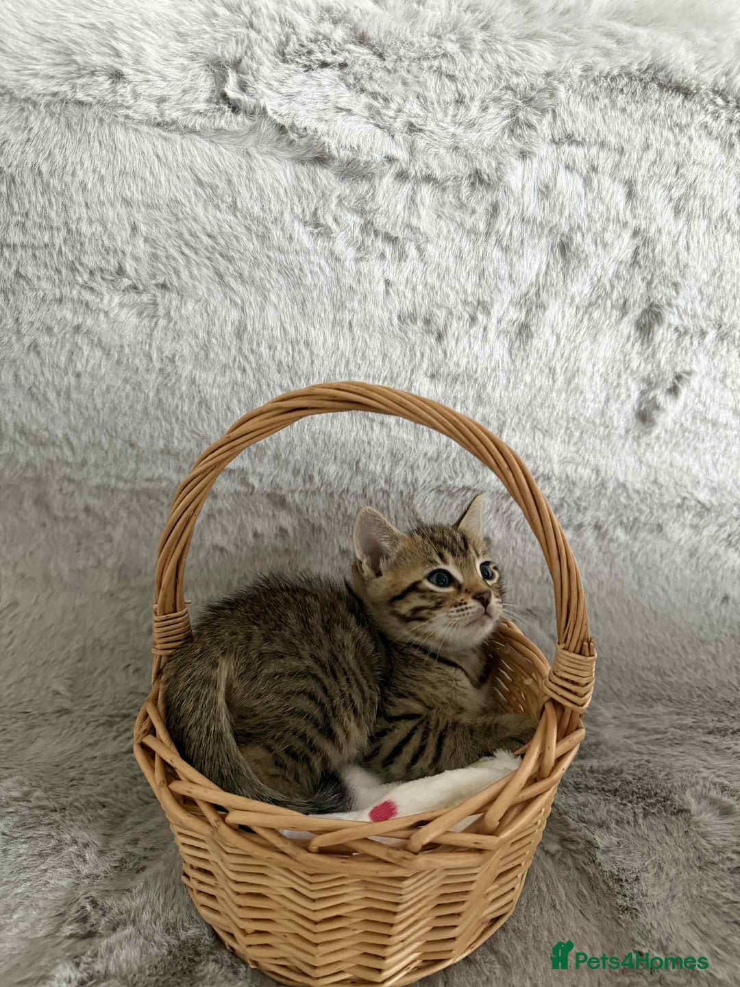 Bengal cats for sale: Stunning bengal kittens for sale to loving home - Image 19