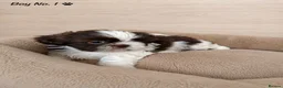 Shih Tzu dogs for sale: Shih Tzu puppies ready to leave:29/06 - Advert 29