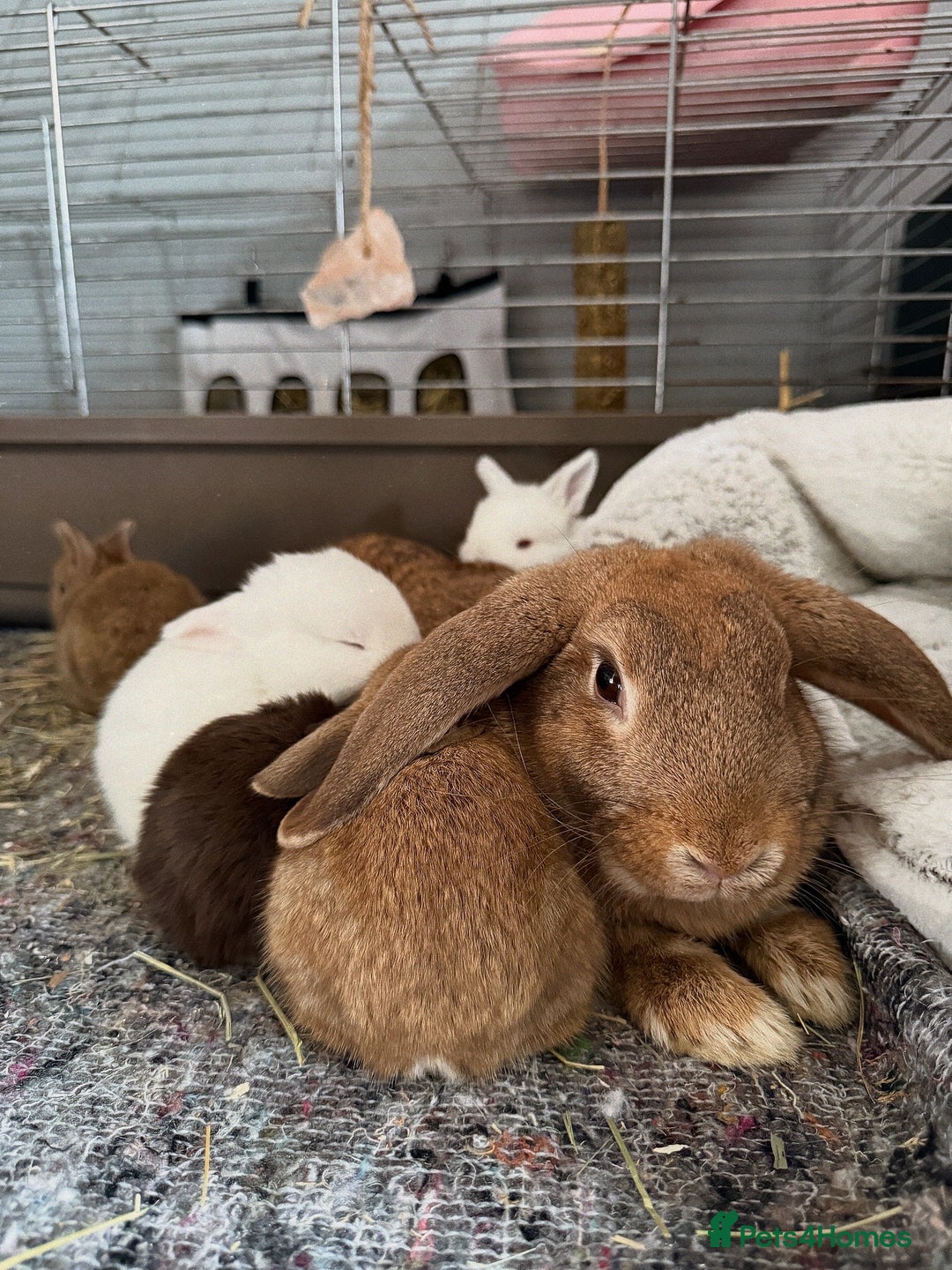 French Lop rabbits for sale: French Lop Bunnies - Advert 7