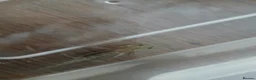 Axolotl reptiles for sale: 4 months old axolotls - Advert 3