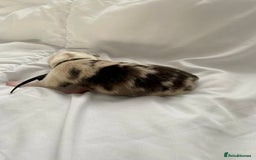 Australian Shepherd dogs for sale: Miss Julie Duckworth - Image 12