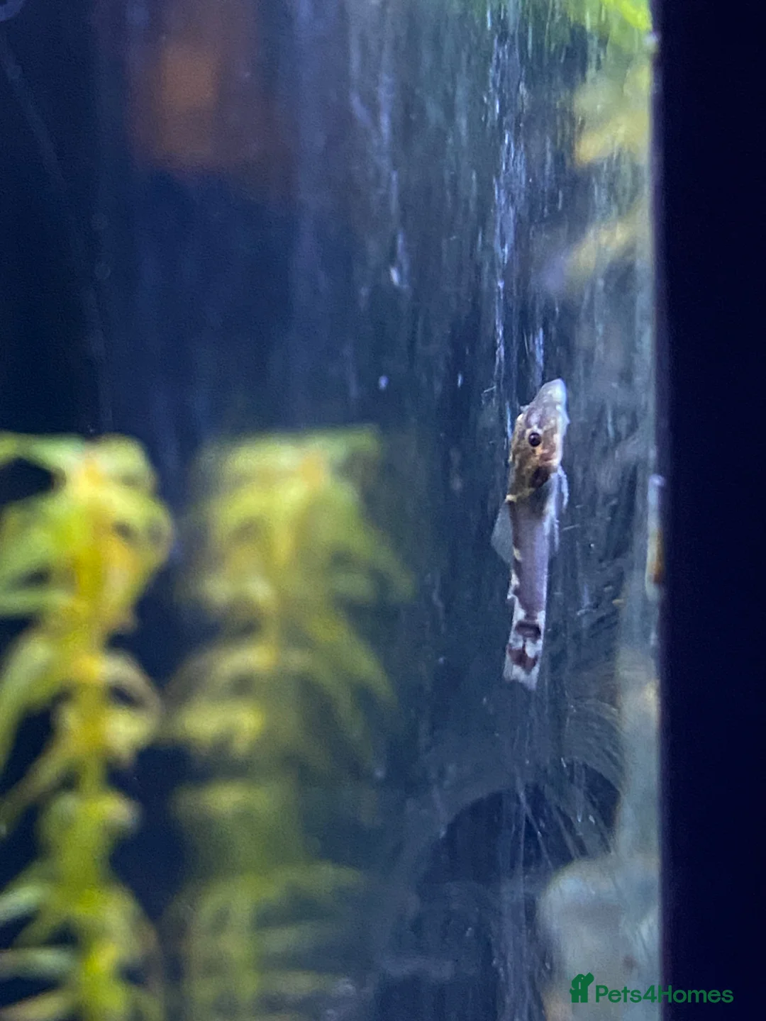 Live Bearers fish for sale: Pleco babies for sale  - Advert 1