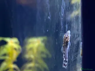 Live Bearers fish Pleco babies for sale - Advert 1