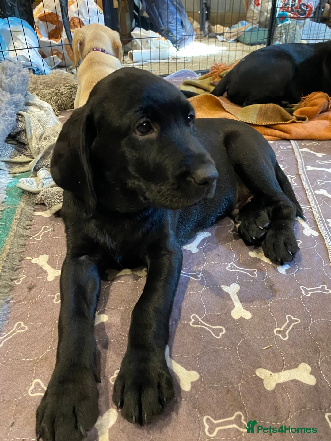 Labrador Retriever dogs for sale: KC Black Working Labrador Puppies ready for homes in Alresford - Advert 10