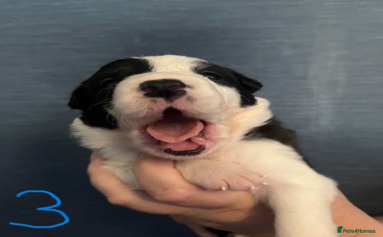 Border Collie dogs - Advert 1