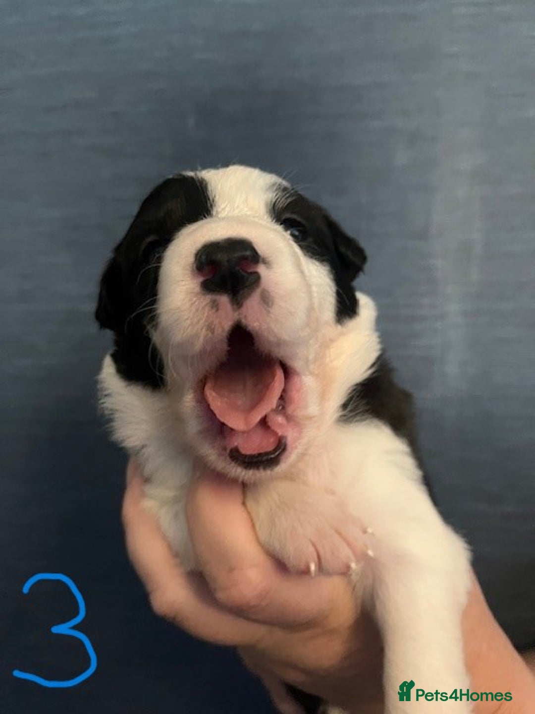 Border Collie dogs for sale: Border Collie Puppies - Image 1